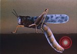 Image of grasshopper outbreaks United States USA, 1951, second 57 stock footage video 65675081014