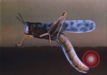 Image of grasshopper outbreaks United States USA, 1951, second 58 stock footage video 65675081014
