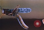 Image of grasshopper outbreaks United States USA, 1951, second 59 stock footage video 65675081014