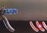 Image of grasshopper outbreaks United States USA, 1951, second 60 stock footage video 65675081014