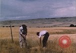 Image of grasshopper outbreak emergency response United States USA, 1951, second 6 stock footage video 65675081015