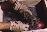 Image of grasshopper outbreak emergency response United States USA, 1951, second 11 stock footage video 65675081015