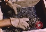 Image of grasshopper outbreak emergency response United States USA, 1951, second 12 stock footage video 65675081015