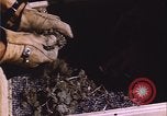 Image of grasshopper outbreak emergency response United States USA, 1951, second 13 stock footage video 65675081015