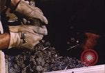 Image of grasshopper outbreak emergency response United States USA, 1951, second 15 stock footage video 65675081015