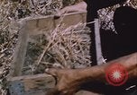 Image of grasshopper outbreak emergency response United States USA, 1951, second 19 stock footage video 65675081015