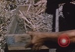Image of grasshopper outbreak emergency response United States USA, 1951, second 21 stock footage video 65675081015
