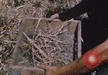 Image of grasshopper outbreak emergency response United States USA, 1951, second 22 stock footage video 65675081015