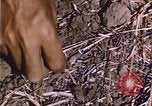 Image of grasshopper outbreak emergency response United States USA, 1951, second 23 stock footage video 65675081015