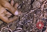 Image of grasshopper outbreak emergency response United States USA, 1951, second 24 stock footage video 65675081015