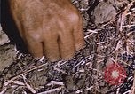 Image of grasshopper outbreak emergency response United States USA, 1951, second 25 stock footage video 65675081015