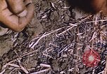 Image of grasshopper outbreak emergency response United States USA, 1951, second 26 stock footage video 65675081015