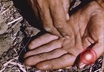 Image of grasshopper outbreak emergency response United States USA, 1951, second 27 stock footage video 65675081015