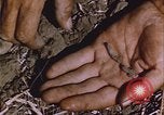 Image of grasshopper outbreak emergency response United States USA, 1951, second 28 stock footage video 65675081015
