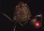 Image of grasshopper pest control United States USA, 1951, second 3 stock footage video 65675081016