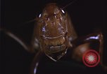 Image of grasshopper pest control United States USA, 1951, second 4 stock footage video 65675081016