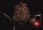 Image of grasshopper pest control United States USA, 1951, second 5 stock footage video 65675081016