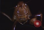 Image of grasshopper pest control United States USA, 1951, second 6 stock footage video 65675081016