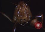 Image of grasshopper pest control United States USA, 1951, second 7 stock footage video 65675081016