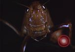Image of grasshopper pest control United States USA, 1951, second 9 stock footage video 65675081016