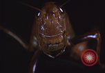 Image of grasshopper pest control United States USA, 1951, second 10 stock footage video 65675081016