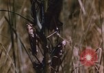 Image of grasshopper pest control United States USA, 1951, second 42 stock footage video 65675081016