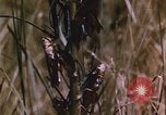 Image of grasshopper pest control United States USA, 1951, second 43 stock footage video 65675081016