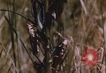 Image of grasshopper pest control United States USA, 1951, second 44 stock footage video 65675081016