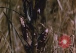 Image of grasshopper pest control United States USA, 1951, second 45 stock footage video 65675081016