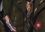 Image of grasshopper pest control United States USA, 1951, second 47 stock footage video 65675081016