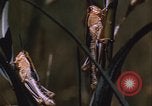 Image of grasshopper pest control United States USA, 1951, second 48 stock footage video 65675081016