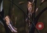 Image of grasshopper pest control United States USA, 1951, second 49 stock footage video 65675081016